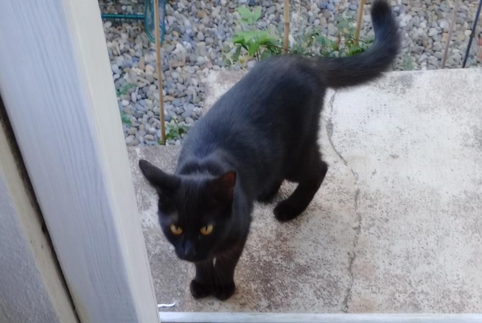 Discovery alert Cat miscegenation Female Belfort France