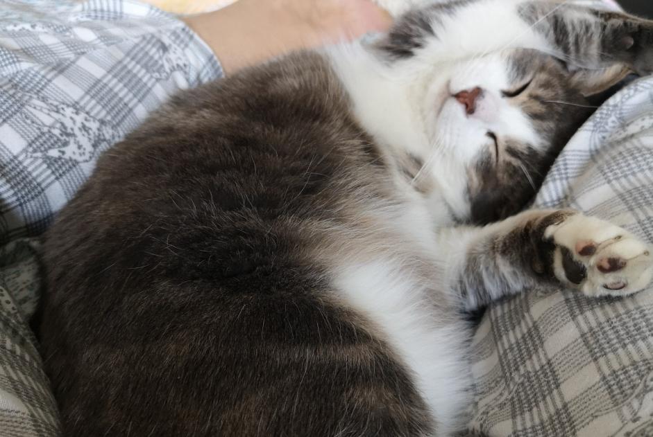 Disappearance alert Cat  Male , 4 years Phaffans France