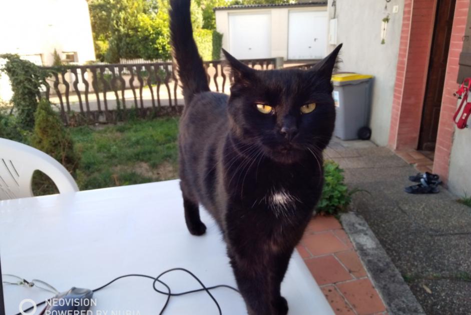 Disappearance alert Cat Female , 13 years Châtenois-les-Forges France