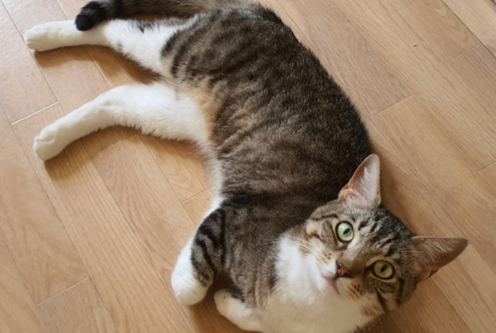 Disappearance alert Cat Male , 11 years Rougemont-le-Château France