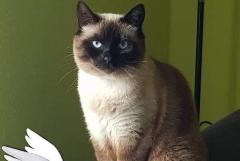 Disappearance alert Cat  Female , 5 years Bermont France