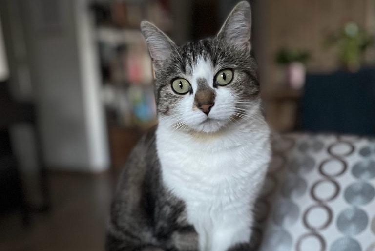 Disappearance alert Cat Female , 4 years Belfort France
