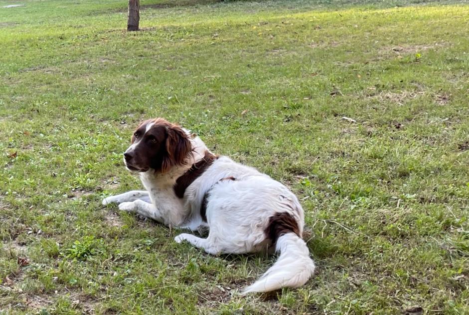 Disappearance alert Dog  Male , 8 years Avilly-Saint-Léonard France