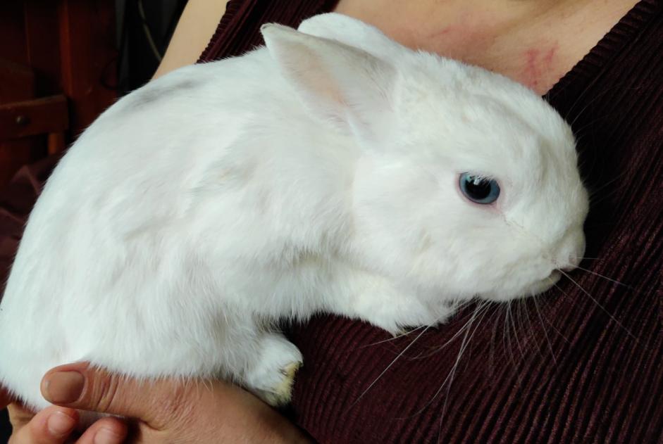 Discovery alert Rabbit Unknown Belfort France