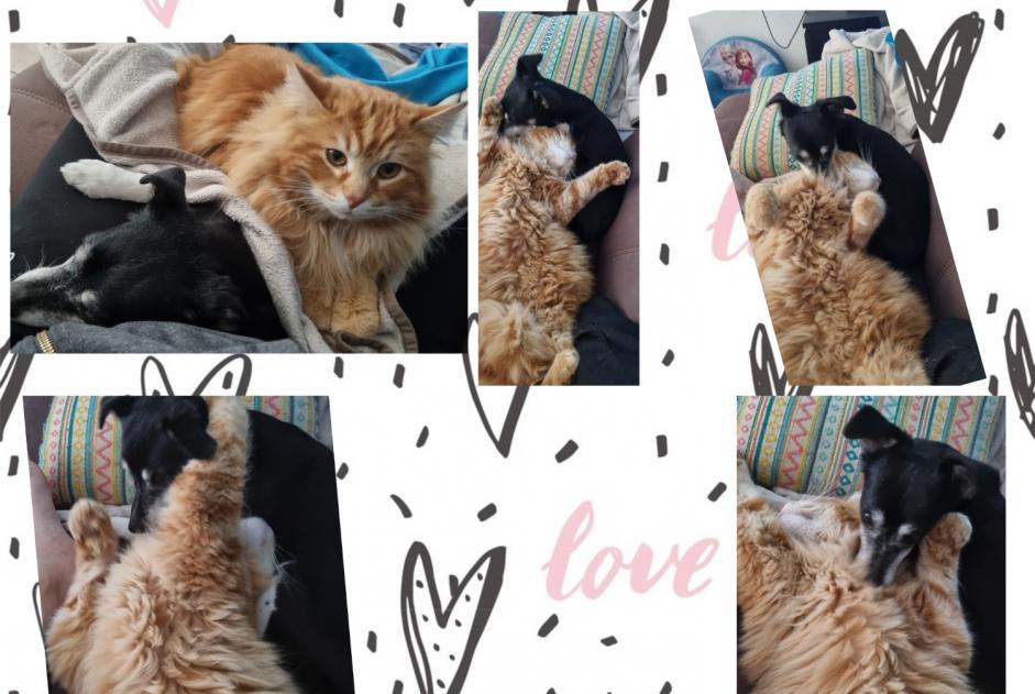 Alerte Disparition Chat Mâle , 3 ans Châtenois-les-Forges France Alerte Disparition Chat Mâle , 3 ans Châtenois-les-Forges France
