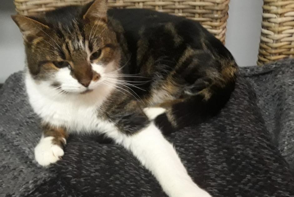 Alerte Disparition Chat Mâle , 8 ans Anjoutey France Alerte Disparition Chat Mâle , 8 ans Anjoutey France