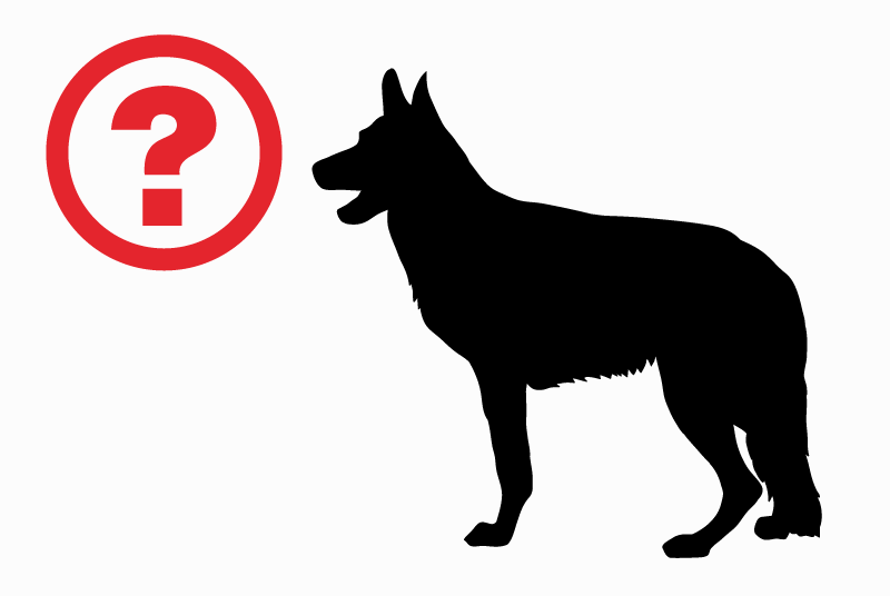 Alerte Découverte Chien  Inconnu Belfort France