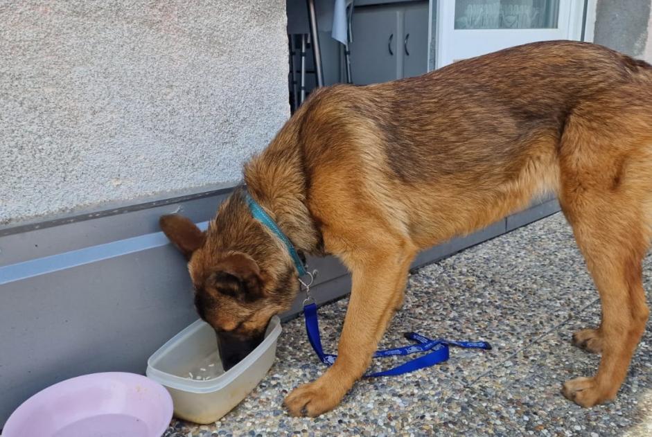 Avviso Ritrovamento Cane incrocio di razze Femmina Belfort Francia