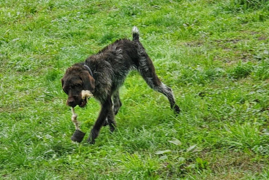 Alerta desaparecimento Cão  Macho , 2 anos Grosne France