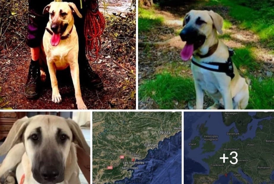 Alerta desaparecimento Cão cruzamento Fêmea , 3 anos Roquebrune-sur-Argens France
