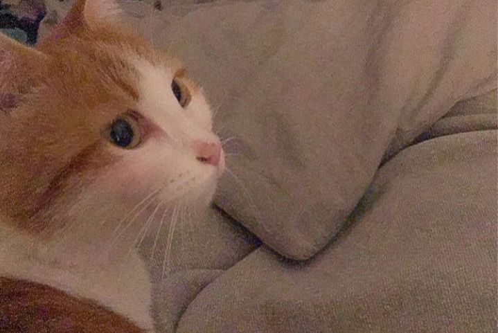 Alerta desaparecimento Gato  Fêmea , 2 anos Lepuix France